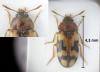 Mycetophagus salicis